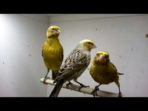 Lizard canary breeding 2022