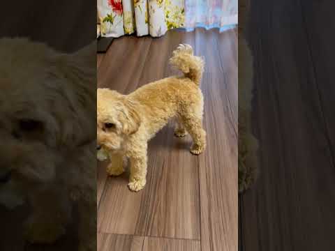 経営学科 ぬいぐるみを投げてキャッチするトイプードル10ヶ月 #toypoodle #poodle #puppy #トイプードル