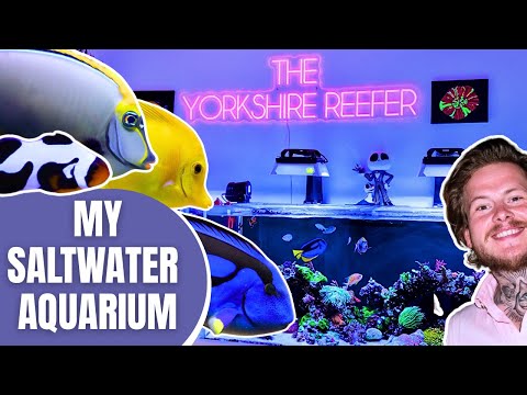 How I Built a Successful Saltwater Aquarium | Tips & Advice For a Successful Reef Aquarium!