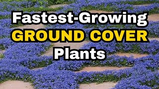 Instant Garden Makeover: Top 10 Fast-Growing Ground Covers to Transform Your Yard!