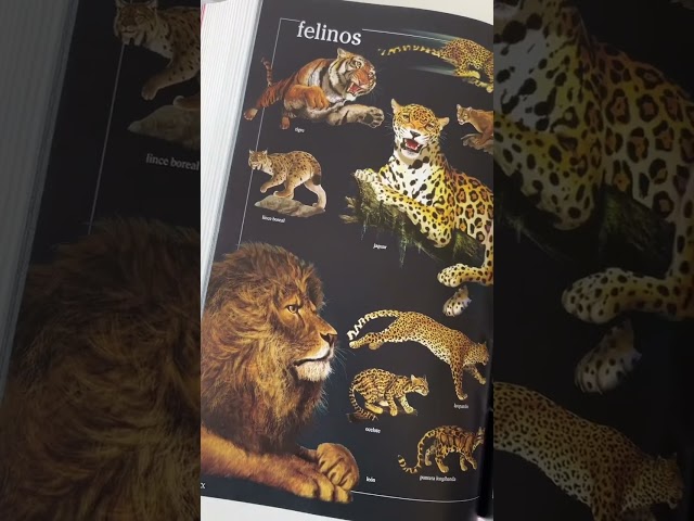 Vídeo relacionado con Baby enciclopedia. El jardín (LAROUSSE - Infantil / Juvenil - Castellano - A partir de 3 años - Baby enciclopedia)