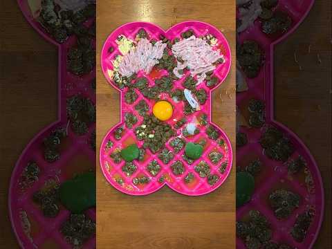 How to change & improve your dog’s kibble 🍳🐶 #shorts