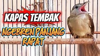 Download lagu KAPAS TEMBAK GACOR NGEBREN PANJANG ISTIMIWIR | MASTERAN-PANCINGAN mp3 Download lagu KAPAS TEMBAK GACOR NGEBREN PANJANG ISTIMIWIR | MASTERAN-PANCINGAN mp3