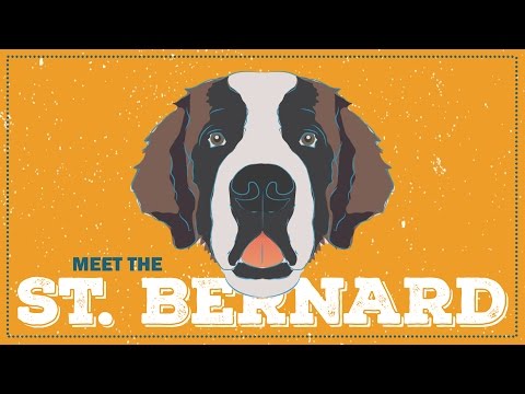 St. Bernard | CKC Breed Facts & Profile