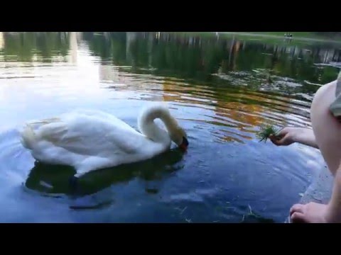 Утки и лебедь на Патриарших прудах. Ducks and swans on the Patriarch's Ponds. (07.06.2013)