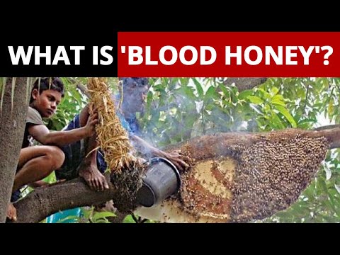 What is ‘Blood Honey’ Made By Sundarbans’ Moulis? | NewsMo