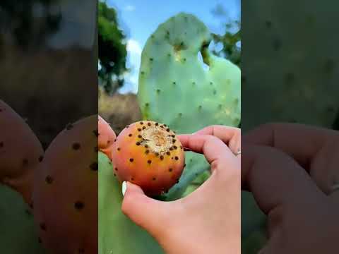 Harvesting fresh cactus fruits #satisfying #agriculture #food
