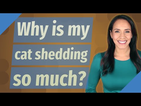 Why is my cat shedding so much?