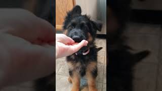 9 week old German Shepherd puppy training