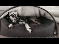 KONA CAVE® Snuggle Cave Dog Bed x Lilly from Punktundpuenktchen