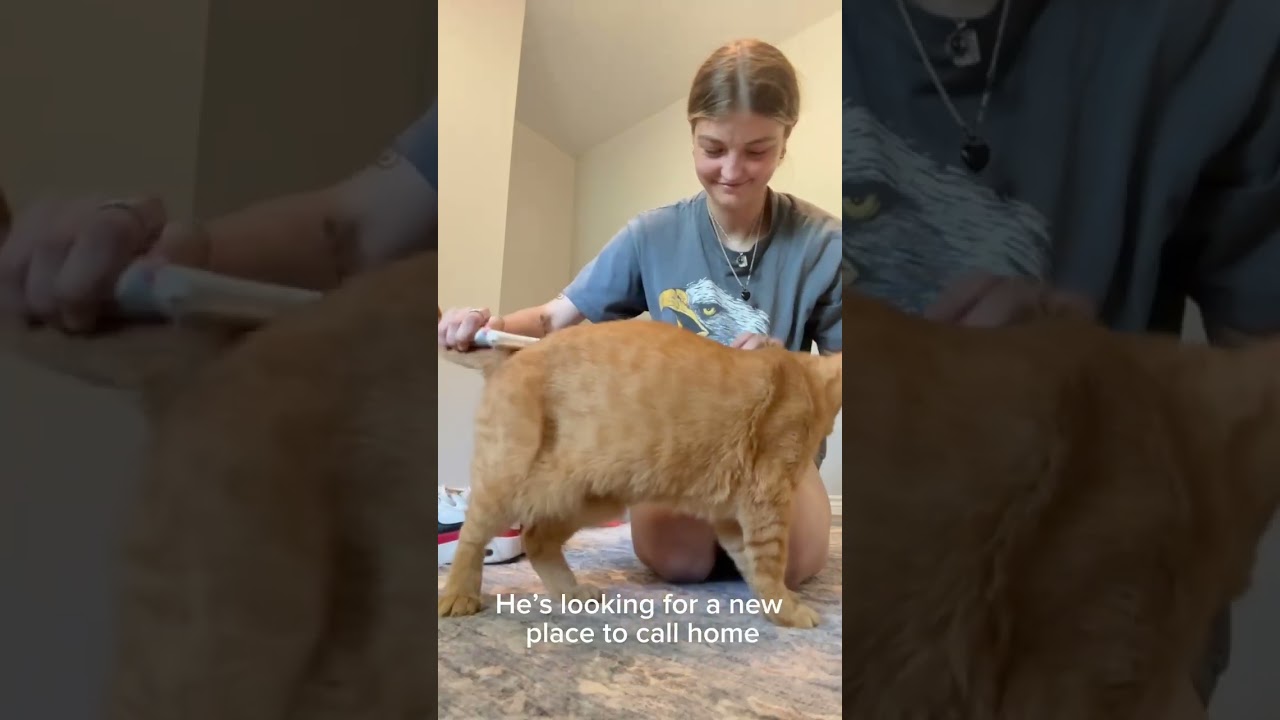 Enlarge Leo... with toes to spare, a Adoptable Domestic Short Hair in Cat Spring, TX video 2/6