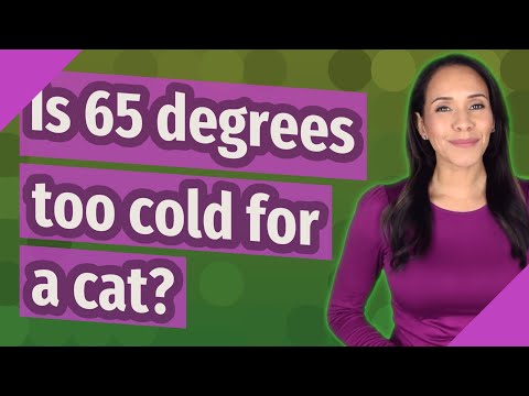 Is 65 degrees too cold for a cat?