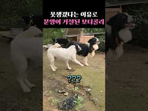 못생겼다는 이유로 분양이 거절된 보더콜리