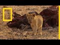 حيوانات أفريقيا المفترسة: أخوة السلاح | ناشونال جيوغرافيك أبوظبي