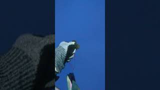 Download lagu Tuna Ini Hampir Membunuhku Setelah Aku Menusuknya mp3 Download lagu Tuna Ini Hampir Membunuhku Setelah Aku Menusuknya mp3