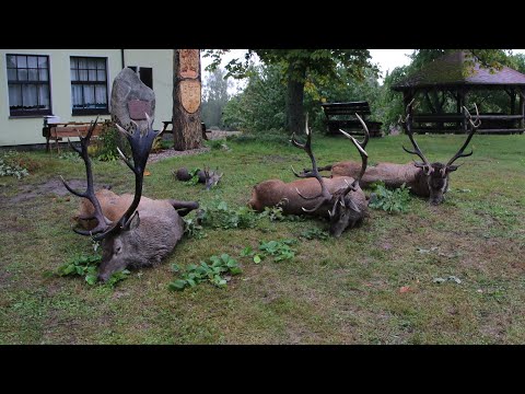 Faszination Hirschbrunft in Masuren!