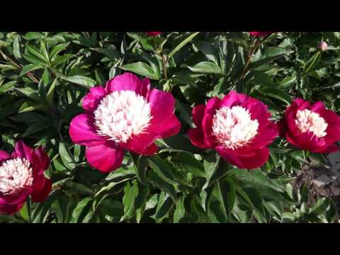 download lagu mp3 mp4 White Cap Peony, download lagu White Cap Peony gratis, unduh video klip White Cap Peony