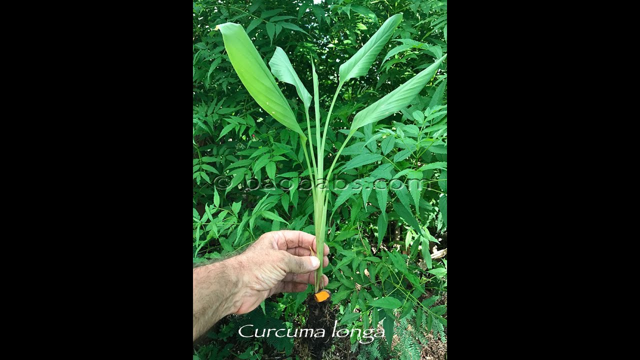 Giorgio Marcialis-11