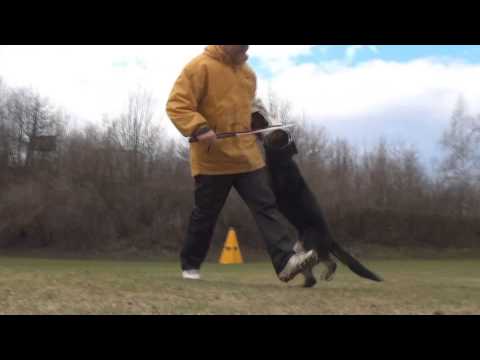 Gilmo Vikar - protection, 9 months