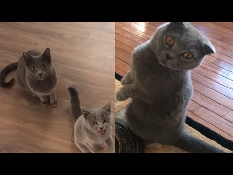 SWEET CHARTREUX CATS