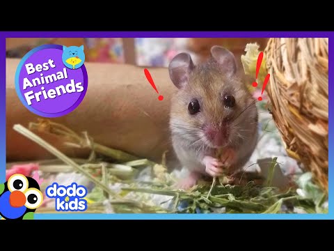 Eeek! This Mouse Is Afraid Of — Mice?! | Dodo Kids | Best Animal Friends