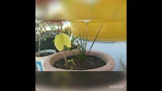 Download lagu White Tender flower and Nithya kalyani Poo in  🏡 October 29, 2021 mp3 Download lagu White Tender flower and Nithya kalyani Poo in  🏡 October 29, 2021 mp3