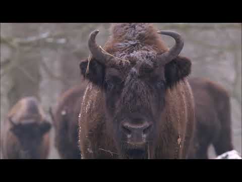 Im Wald der Wisente - Trailer