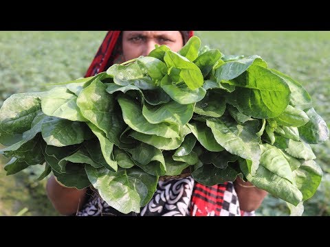 Village Food Farm Fresh Spinach Recipe Village Style Delicious Fresh Spinach & Potato Fry Cooking Video