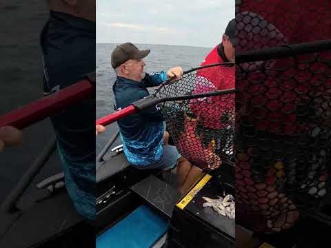 Cape Moreton's Epic Yellowfin Tuna Catch Unveils Marine Riches