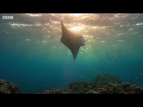 A Perfect Planet Prequel