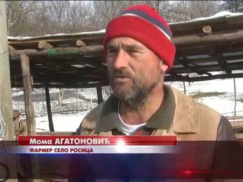 U  selu Rosica porodica Agatonović bavi se uzgojem koza i ovaca na stari način