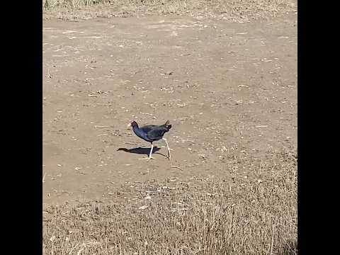 Australasian swamphen / pūkeko #bird #birdwatching #birdspecies #birdlovers