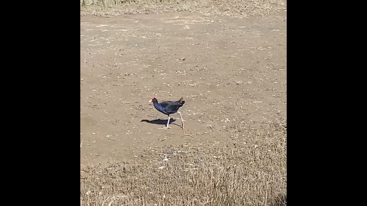 Australasian swamphen / pūkeko #bird #birdwatching #birdspecies #birdlovers
