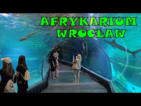 Afrykarium ZOO Wrocław – Spacer po największym oceanarium w Polsce