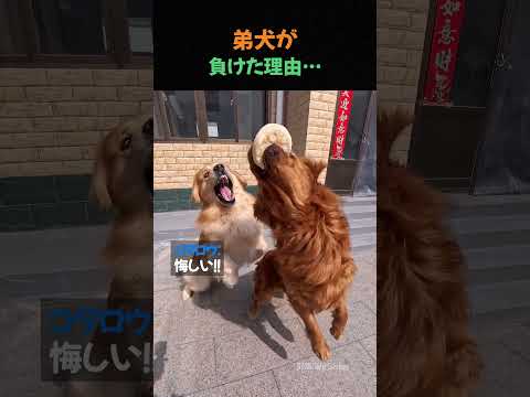 弟犬が負けた理由…