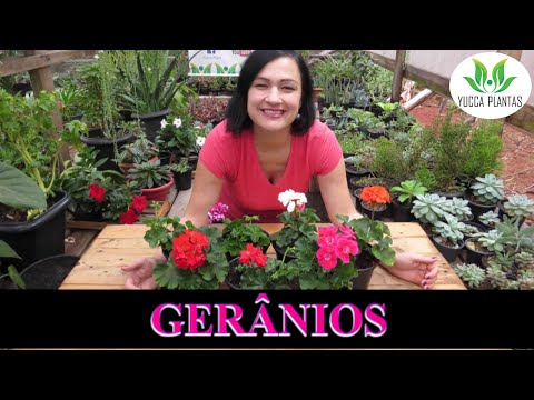 , title : 'GERÂNIOS: cultivo, cuidados, mudas #geraniossemprefloridos#comoplantasgeranios'