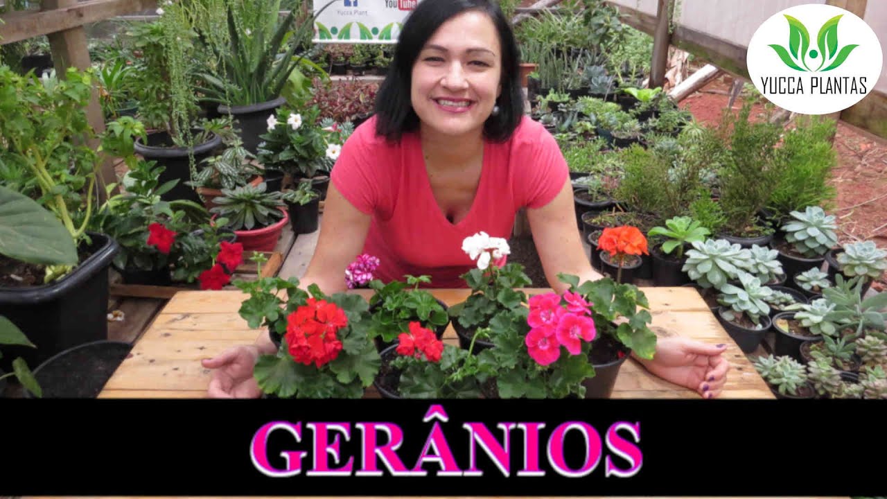 GERÂNIOS: cultivo, cuidados, mudas #geraniossemprefloridos#comoplantasgeranios