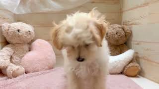 ハーフ犬の動画01