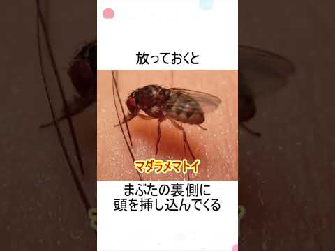 ハエはどこで寝ますか?