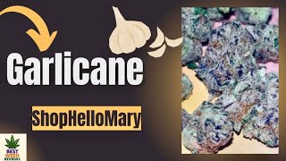 Garlicane Strain Review 🧄 | GMO x Slurricane🔥 