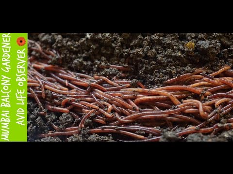 Dal quale lazionamento di età striscia a gattini A buon mercato significa da helminths