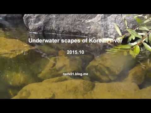 [수중관찰] 민물고기 수중촬영 Freshwater fishes of Korean river