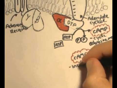 Nociceptors An Introduction to Pain