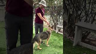 Video preview image #1 German Shepherd Dog Puppy For Sale in Pasadena, CA, USA