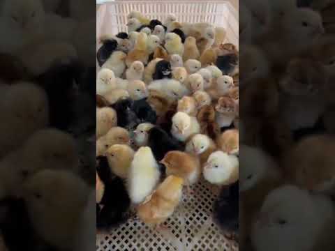 Multicolor giriraja one day old chicks, packaging size: 10 k...