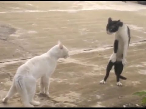 Bláznivé kočky. Funny Cats.