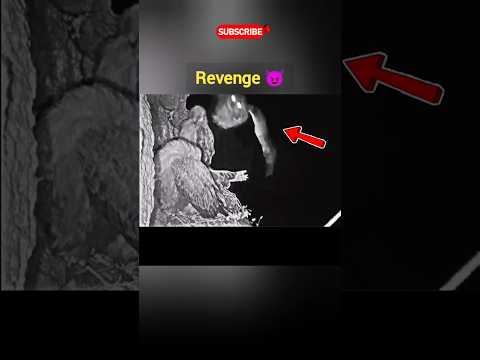Owl Revenge VS Eagle #shorts #revenge #attack #vs #owl #fyp #viralvideo #eagles #nature #usa #uk #us