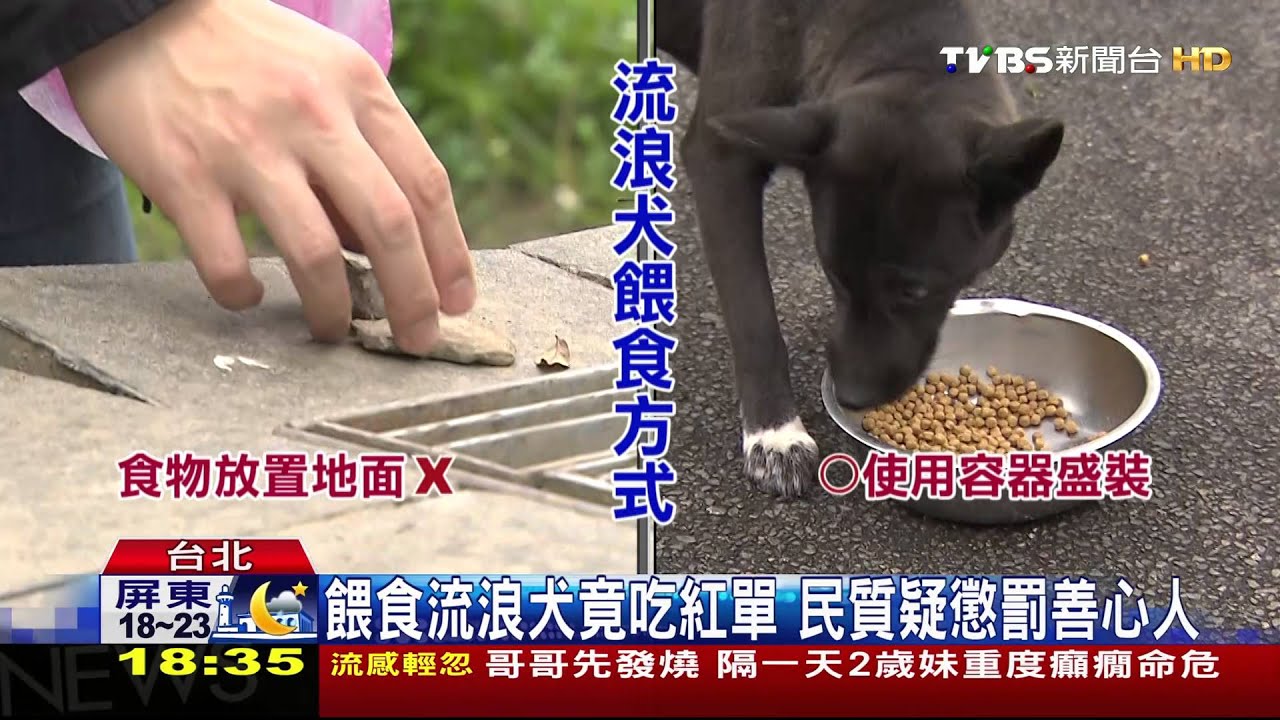 餵食流浪犬竟吃紅單 民質疑懲罰善心人