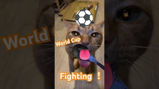 2026/6/7_99 貪吃SV #橘ひなの #橘貓 #橘猫 #貓咪日常 #cat #cute #貓貓日常 #貓貓 #可愛い猫 #貓咪