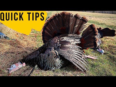 Quick Tips for Your First Turkey Season (Maine 2020 Turkey Hunt part one)